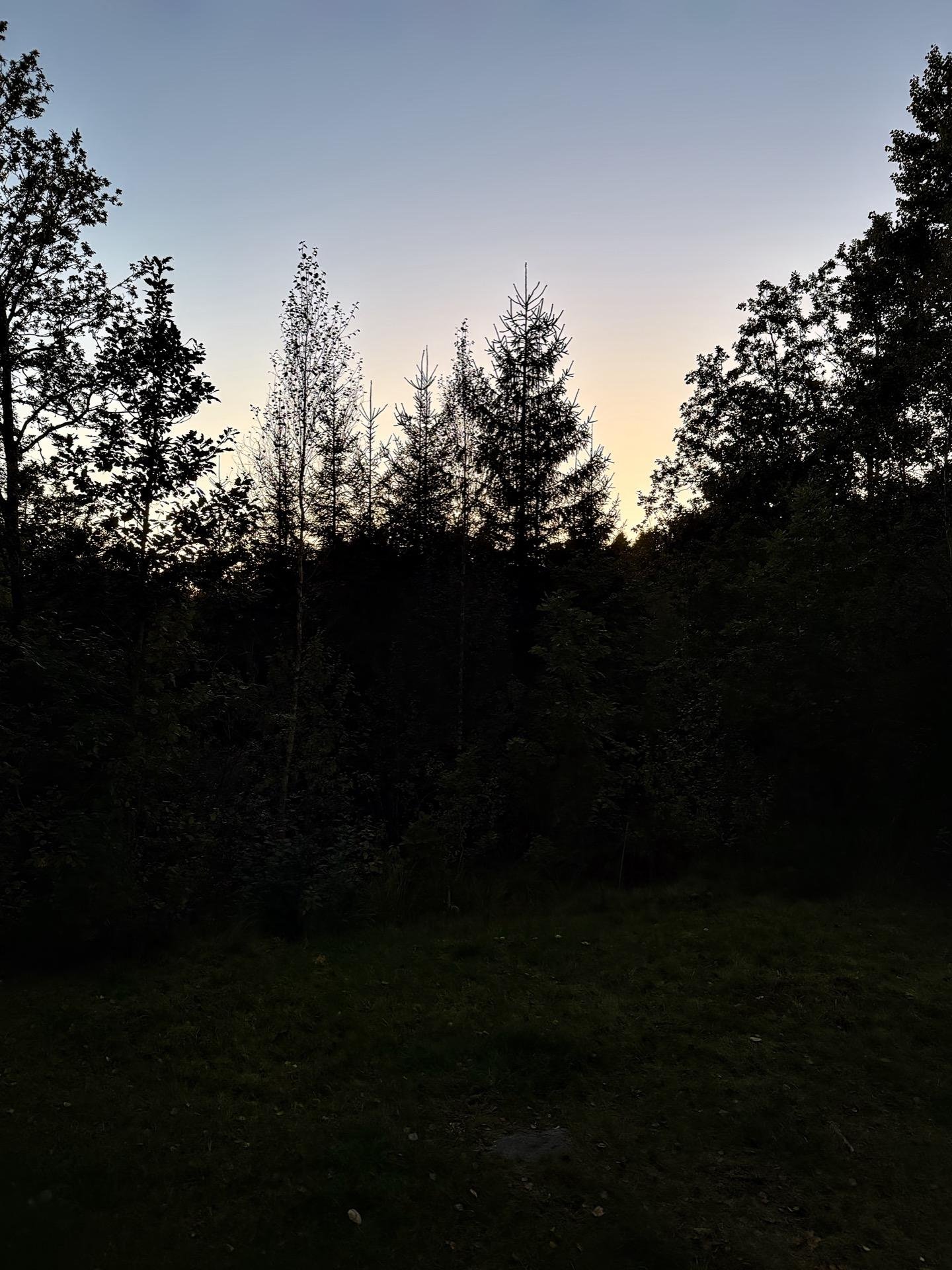 Silhouette of dense trees against a dusk sky with a gentle gradient from deep blue at the top to pale yellow near the horizon. The foreground displays a shadowy area of grass and underbrush.