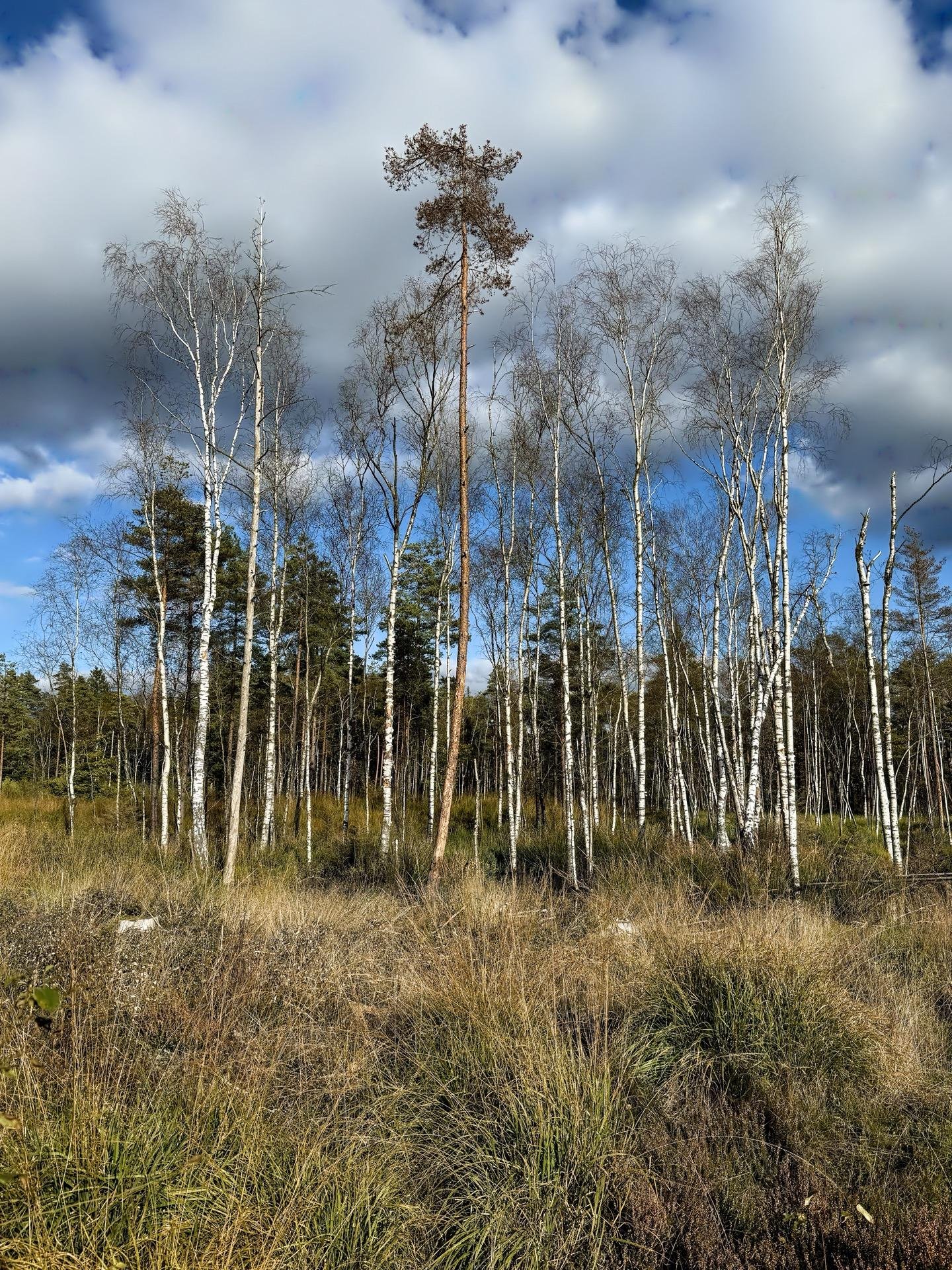 Tall birch trees with white bark stand prominently amongst a few scattered pines in a wild field of tall, golden grass under a blue sky with fluffy clouds. One pine tree significantly taller than the birches, features a bushy, leafless top. This natural landscape scene highlights the varied tree heights and dense undergrowth.