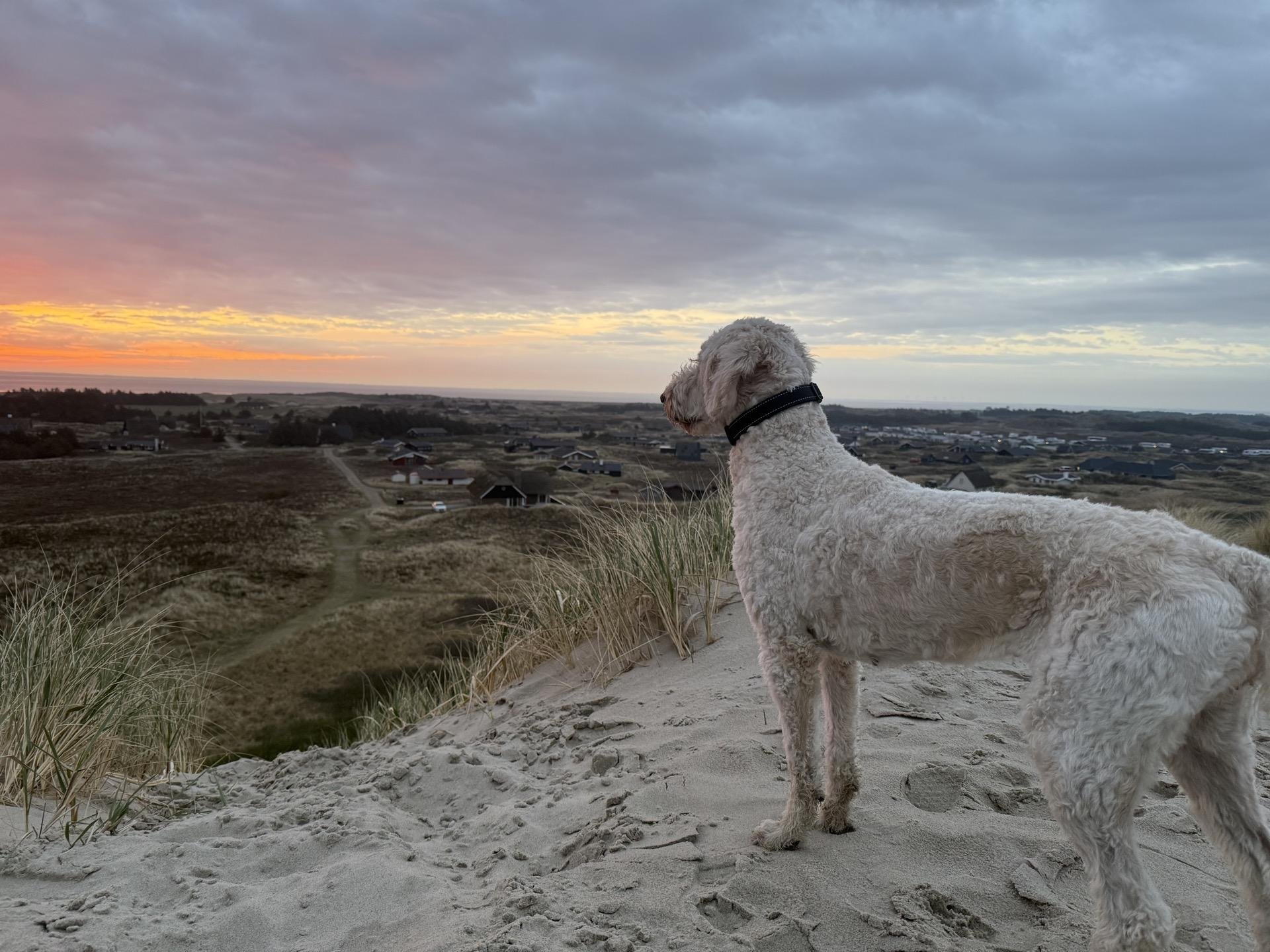 A white dog stands on a sandy dune overlooking a landscape with sparse vegetation and scattered houses at dawn. The sky is painted with hues of orange and pink, contrasting with the muted earth tones below. The dog, wearing a black collar, looks to the left, observing the scene.