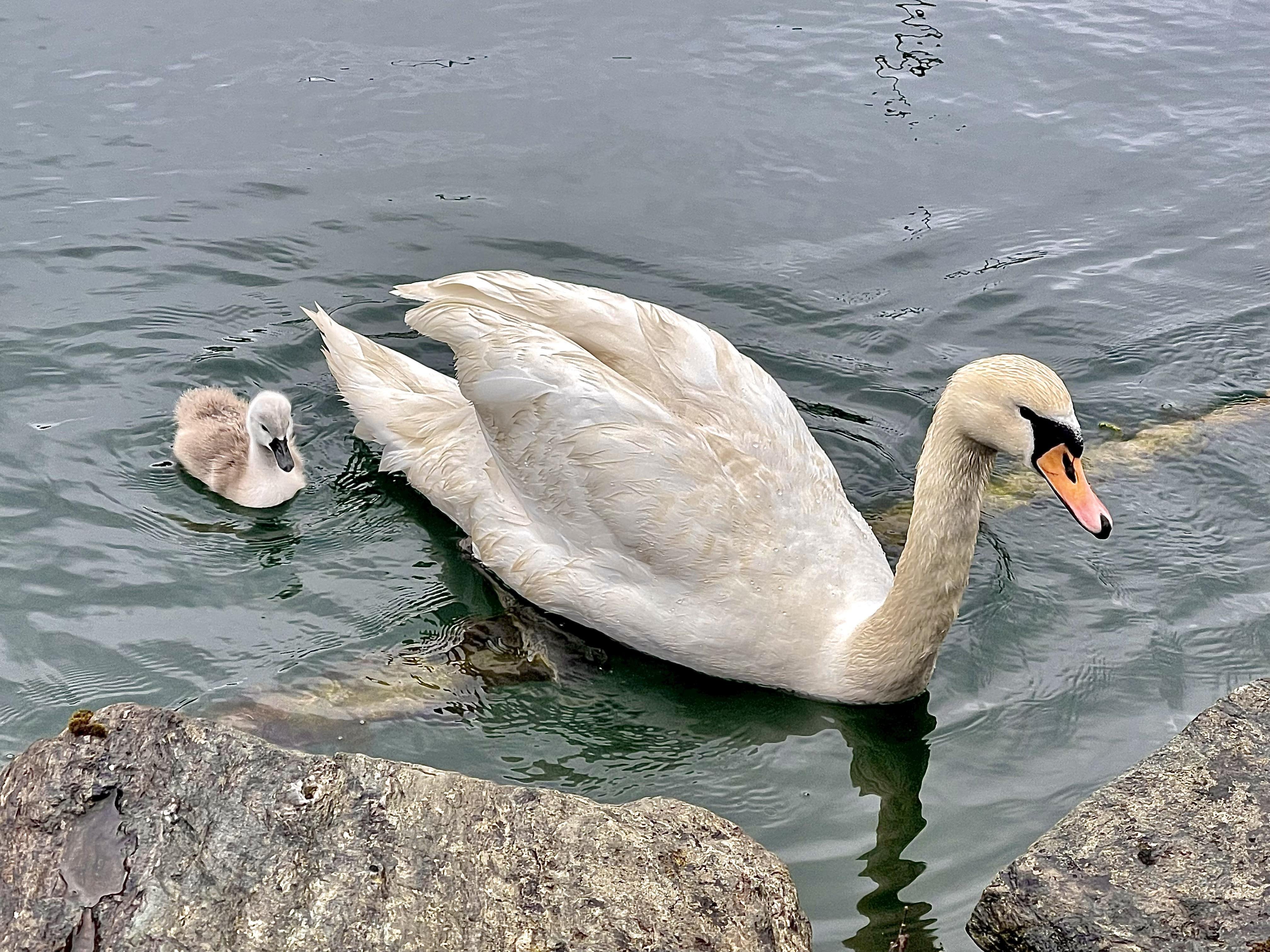 Adult swan and cygnet swimming close to rocky shore in clear water. The adult swan, which has white feathers and an orange beak with a black base, protects the fluffy grey cygnet beside it.