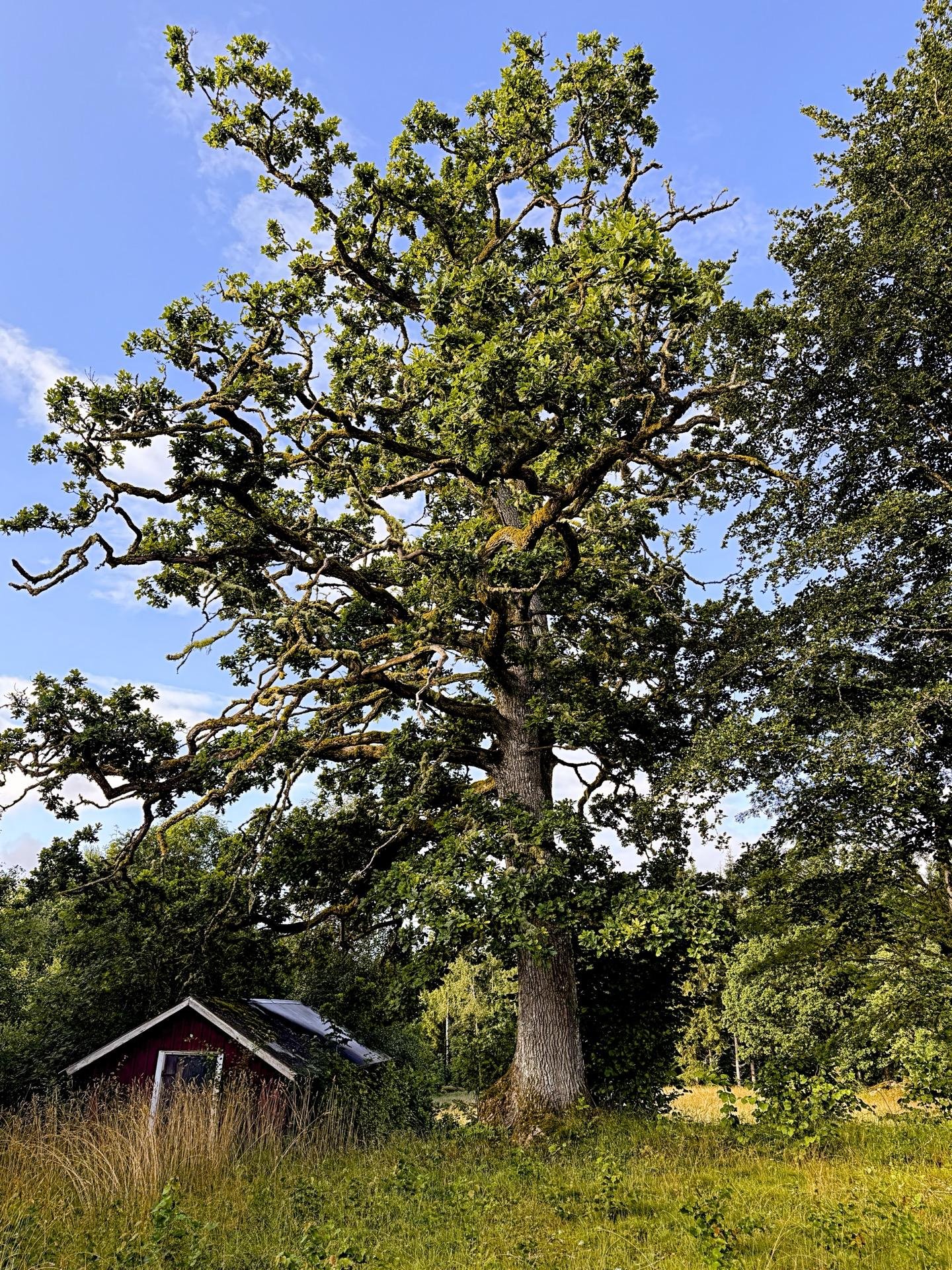 Large, robust oak tree dominating the foreground with dense, green foliage and gnarled branches against a clear blue sky. Below, a small red house with a black roof is partially obscured by tall grass and surrounded by smaller trees and bushes in a lush, green clearing.