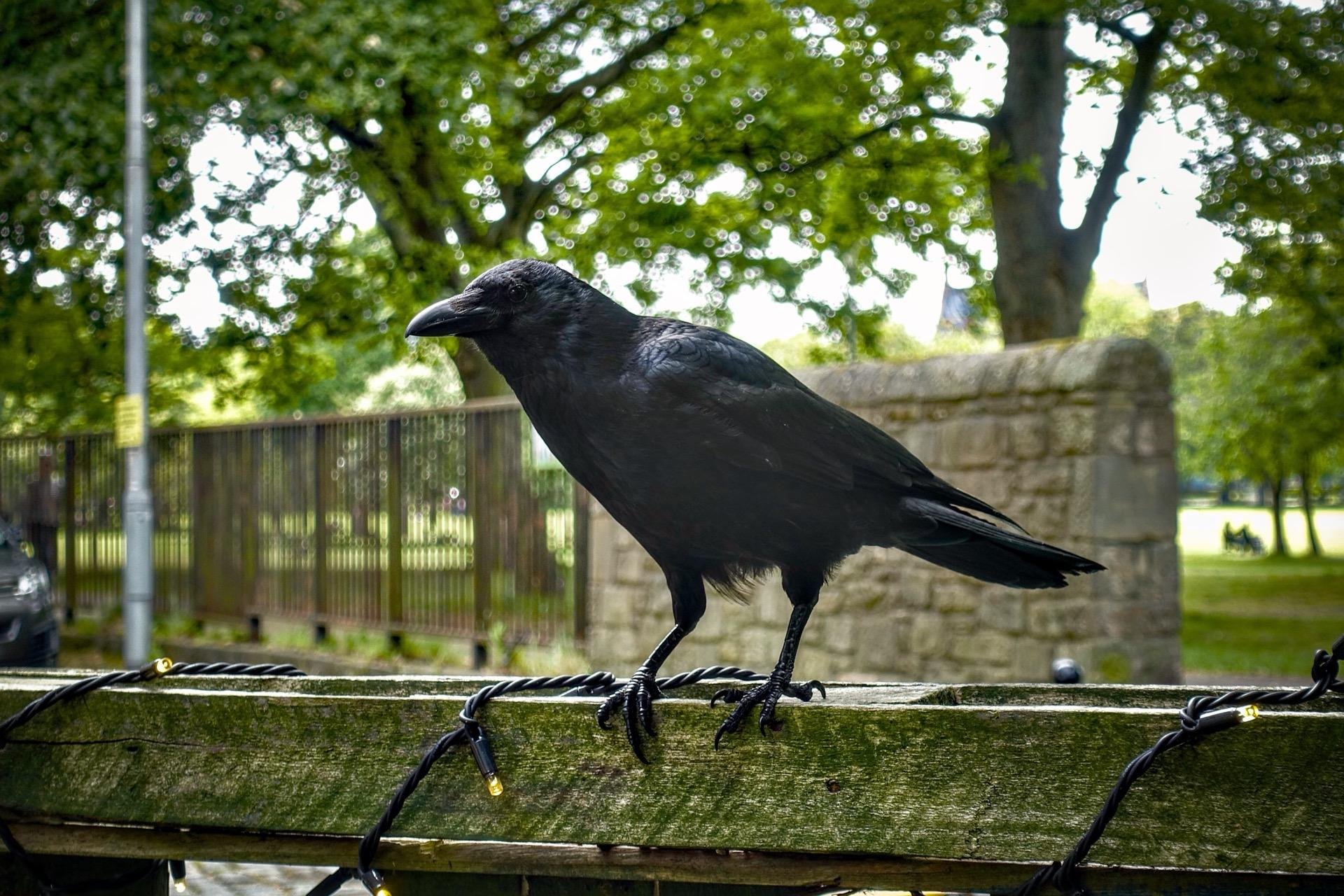 A black crow perched on a wooden fence with twisted wire, standing in profile against a background of trees and a park with a metal fence and stone pillar visible. The setting is overcast with diffused natural light.