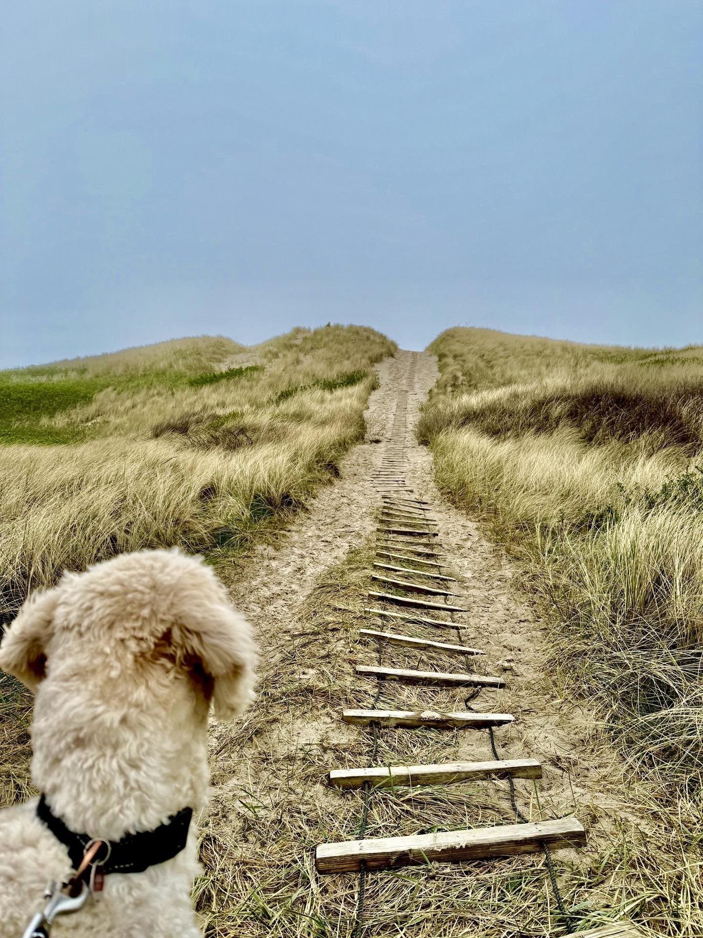 A beige poodle at the bottom of a sandy trail, gazing up a wooden boardwalk leading through grassy sand dunes under a cloudy sky.
