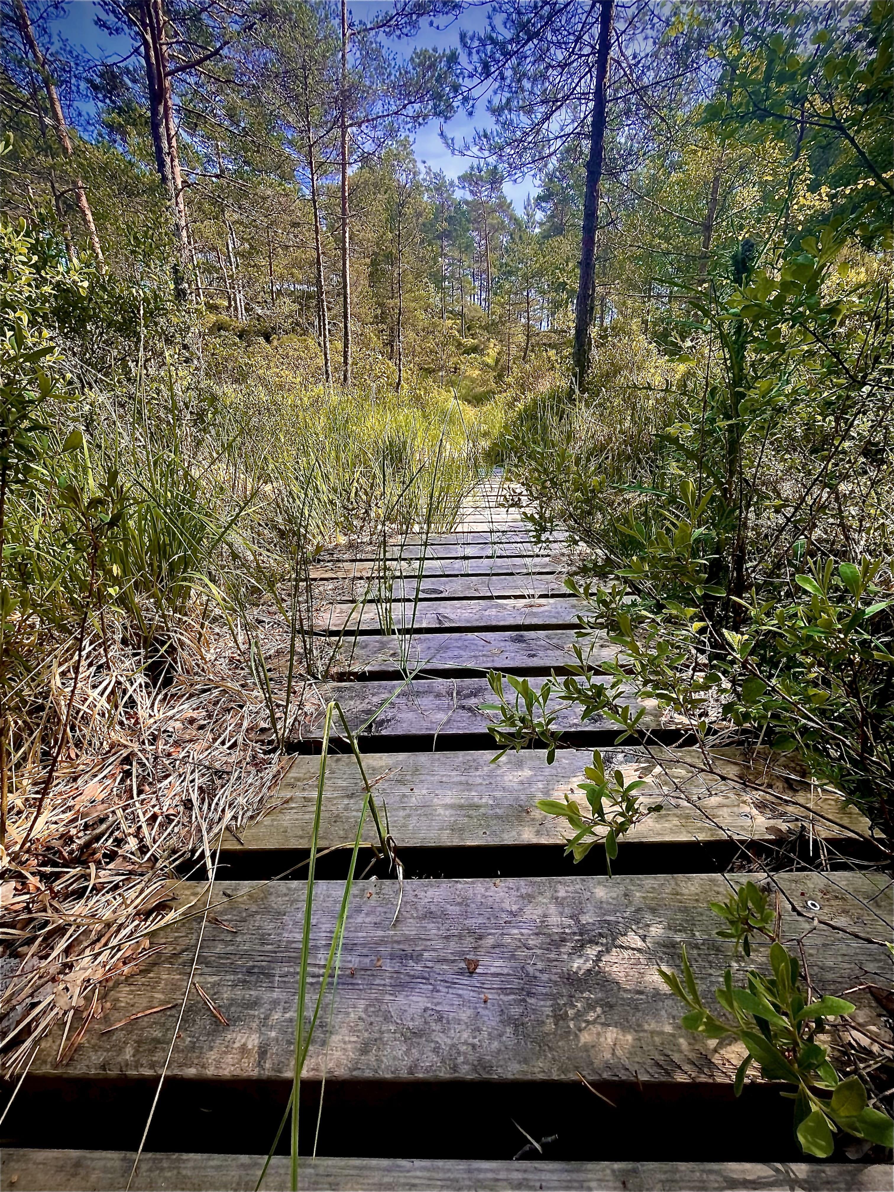 Wooden boardwalk stretches through a lush wetland area with dense, tall grasses and scattered shrubs on either side. Tall pine trees line behind the foliage under a bright blue sky. The boardwalk shows signs of weathering and moss growth, suggesting regular exposure to moist conditions.