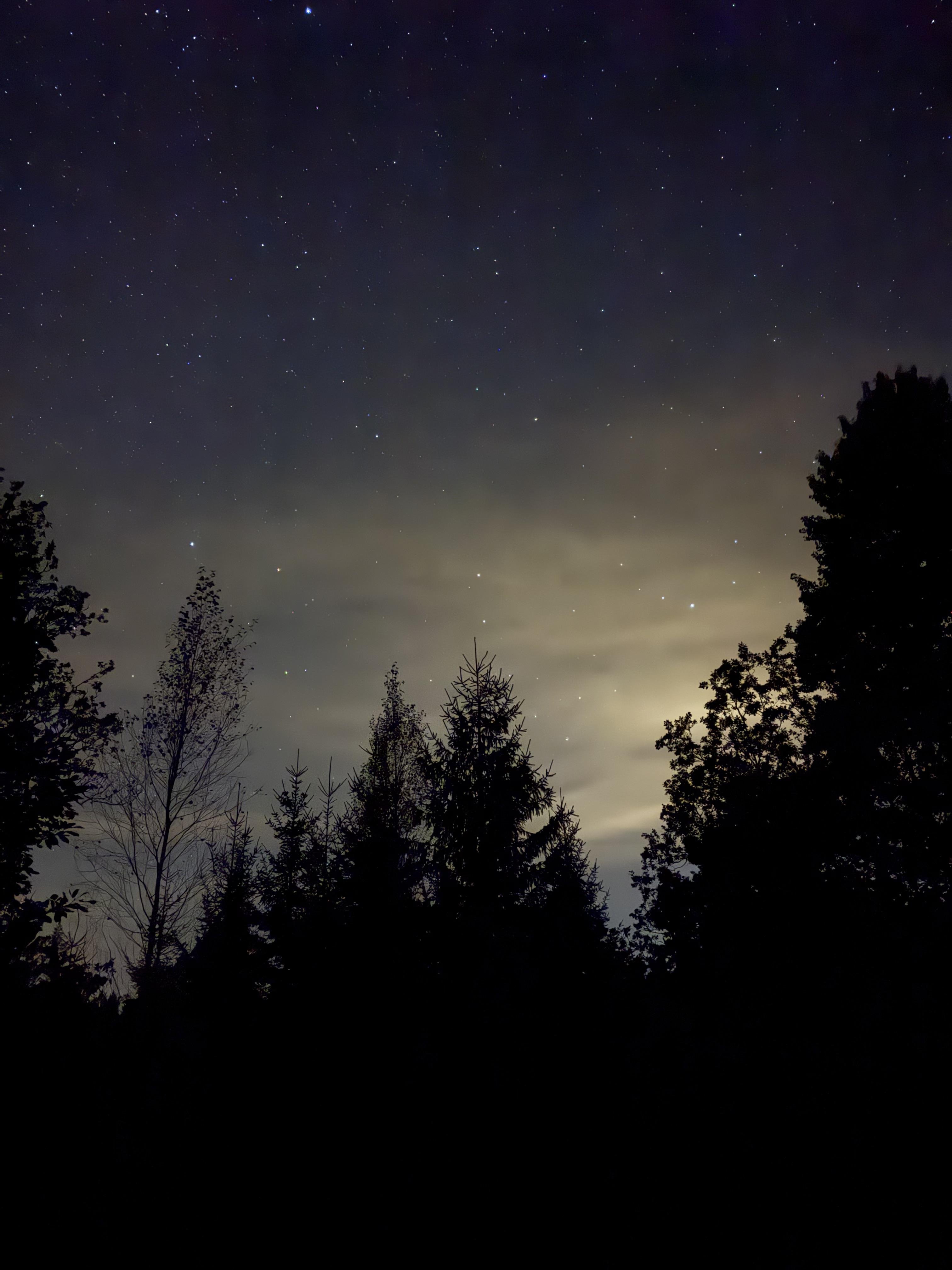 Night sky scattered with stars above silhouetted trees, capturing varying heights and densities against a gradient from dark to light sky.